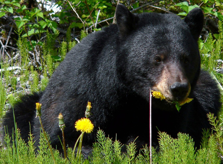 bear eating dandelion blossoms