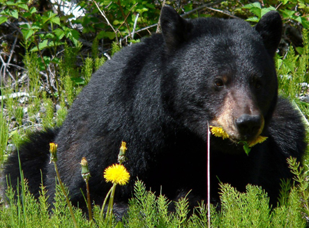 NPS photo black bear dining on dandelion flowers – Mary Donahue