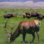 elk and bison