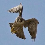 falcon flying