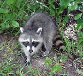 NPS photo raccoon 150 for galley