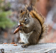 Red squirrel eating cones