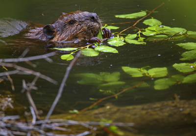 beaver at water surface eating leaves