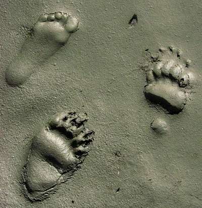 one human paw print, two bear paw prints