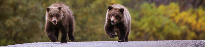 bear cubs running on road