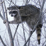 raccoon U.S. Fish and Wildlife Service photo for gallery