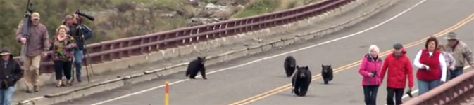 bears on bridge with too many people too nearby