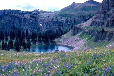 wildflowers in foreground, lake behind