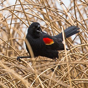 NPS photo Red-winged blackbird by Neal Herbert