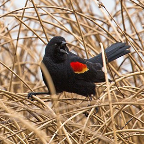 Red-winged blackbird