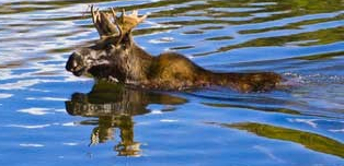 moose swimming