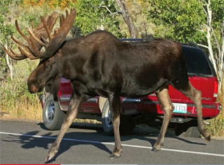 bull moose walks next to a pickup truck
