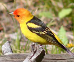 yellow and red bird