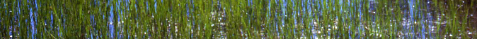 grasses in lake