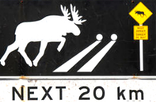 drawing of moose and roadway