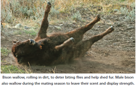 bison rolling in dirt