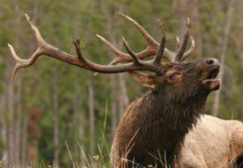 bull elk with raised head and wide open mouth