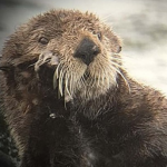 close up of a sea otter