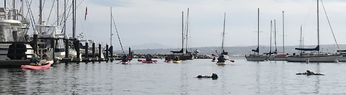 kayakers paddle past otters