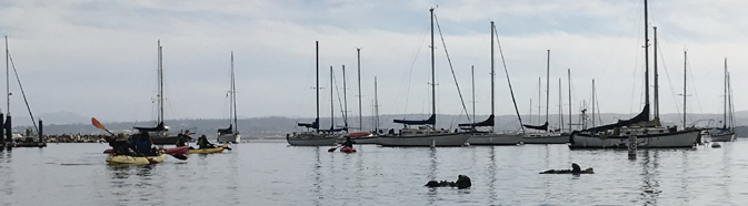 kayakers paddle past otters in harbor