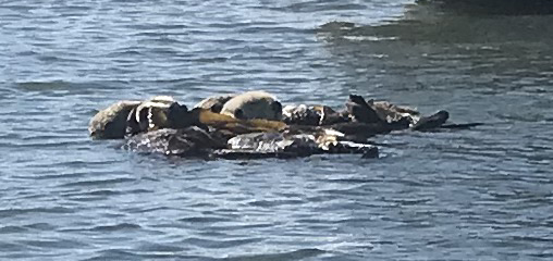 otters floating on top of kelp