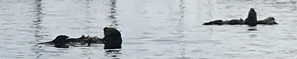 otters floating on kelp