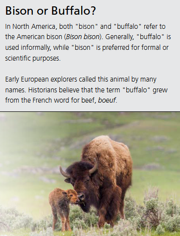 poster asks is this a bison of a buffalo