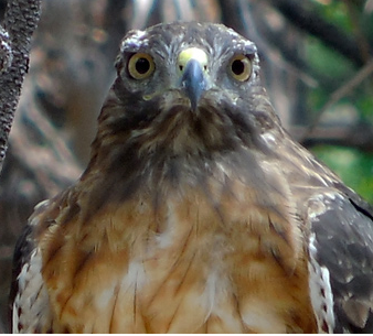 up close hawk