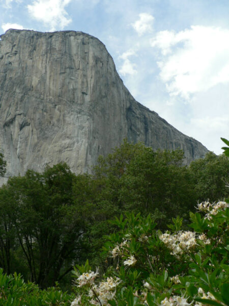 flowers in meadow below cliff