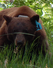 bear with blue tag on ear