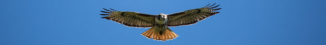 hawk flying