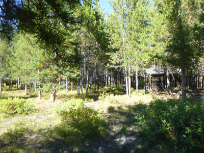 cabin with forest around