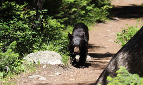  juvenile bear in middle of triall