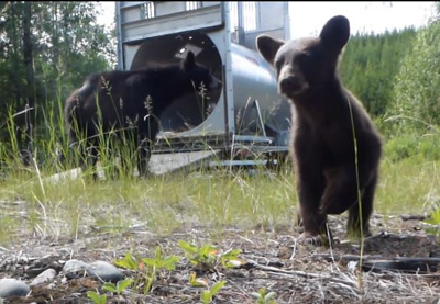 bear cub walks away from trap