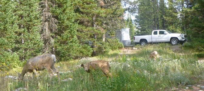deer in foreground, truck and camper behind