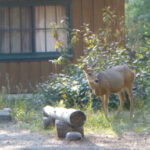 deer in front of cabin