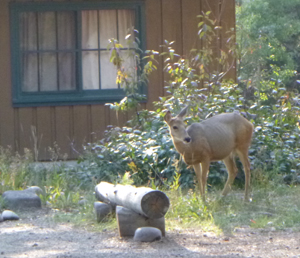 deer in front of cabin