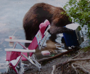 bear with it's head in an ice chest