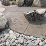 animal footprints in concrete