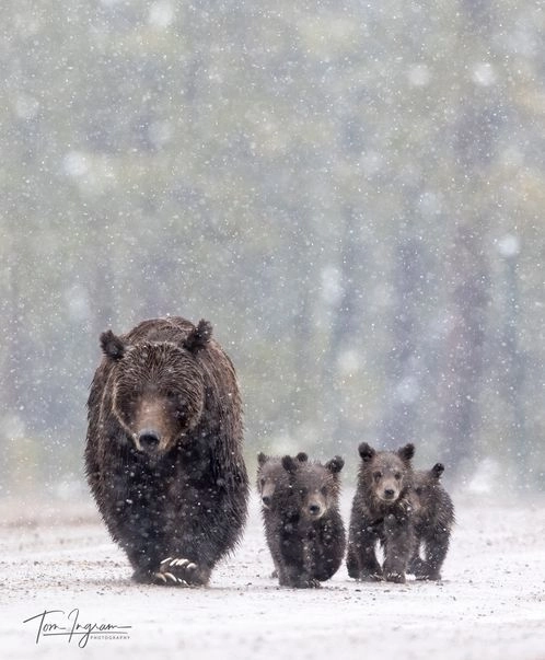 grizzly and cubs walking during snowfall
