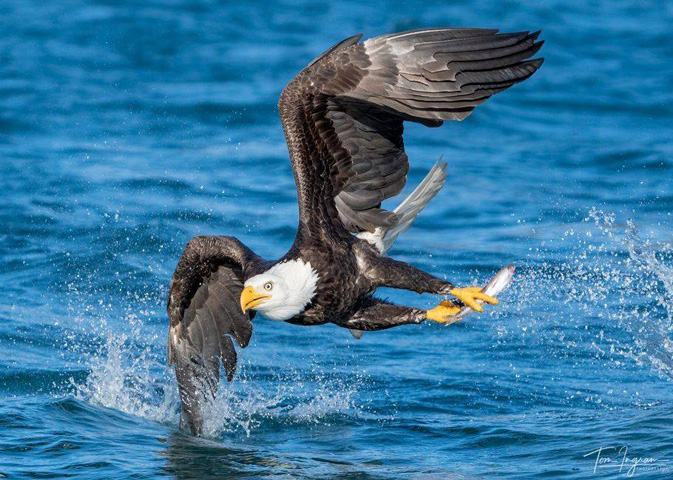 bald eagle with fish in talons