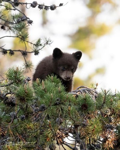 bear cub looks down from tree