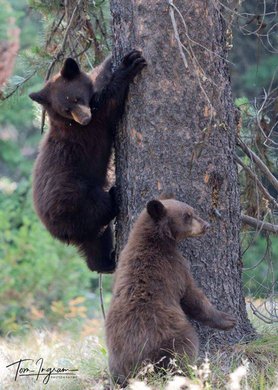 two bear cubs climbing a tree