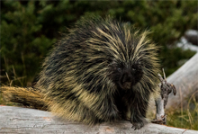 porcupine sitting on a log