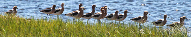 row of birds along shore