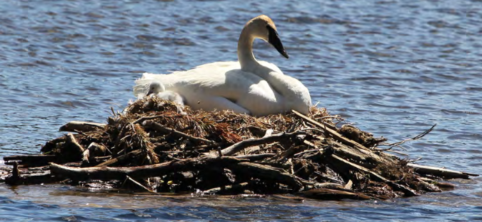 swan and cygnet on nest on water