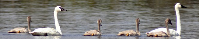row of swans in the water
