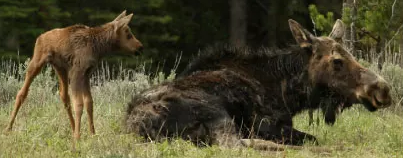 baby and mother moose