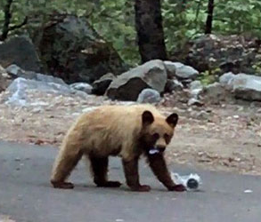 bear eating trash