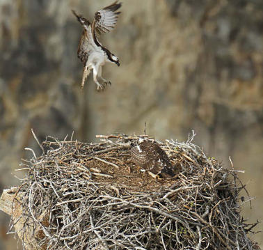 osprey landing on nest